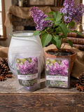 Lilac Blooms